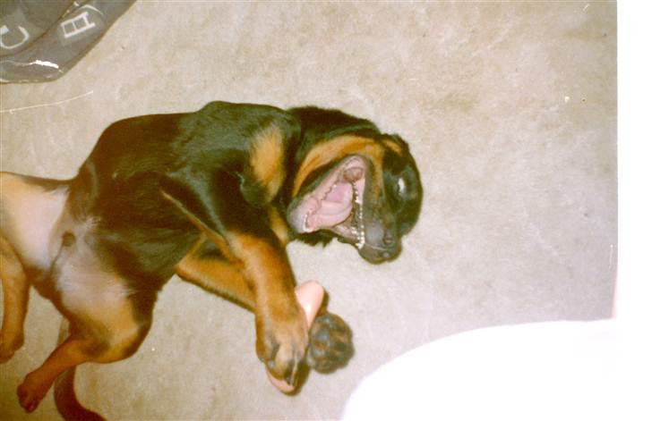 Rottweiler Saaek's Ronald *R.I.P* - Yang der bliver overfaldet af en hotdog (2001) billede 15