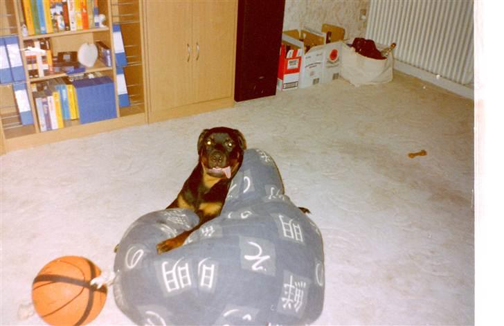 Rottweiler Saaek's Ronald *R.I.P* - 2001 billede 16