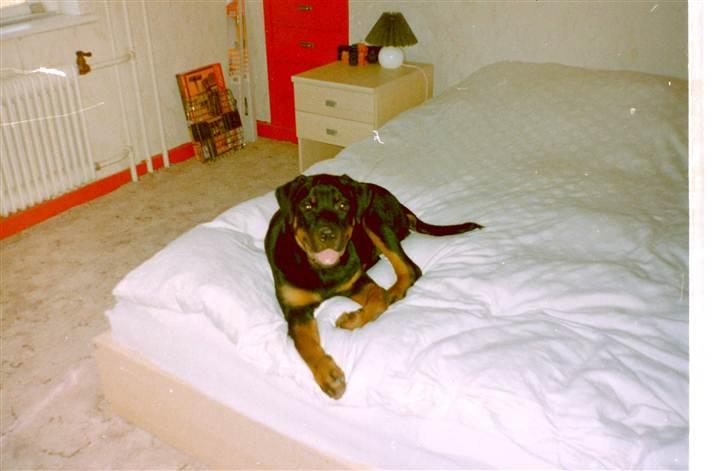 Rottweiler Saaek's Ronald *R.I.P* - 2001 billede 19