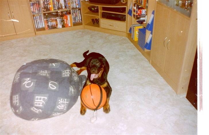 Rottweiler Saaek's Ronald *R.I.P* - Min bold 2001 billede 17