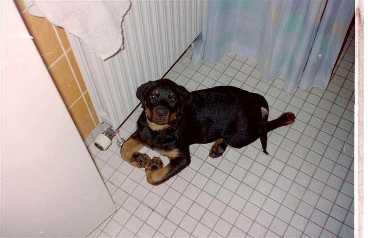 Rottweiler Saaek's Ronald *R.I.P* - dejligt og ligge her ude 2001 billede 20