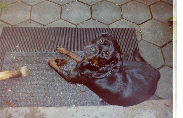 Rottweiler Saaek's Ronald *R.I.P* - 2002 billede 7