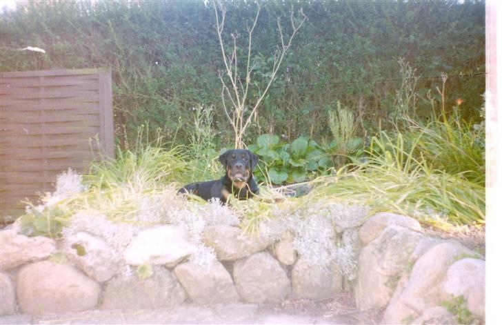 Rottweiler Saaek's Ronald *R.I.P* - i haven 2001 billede 18