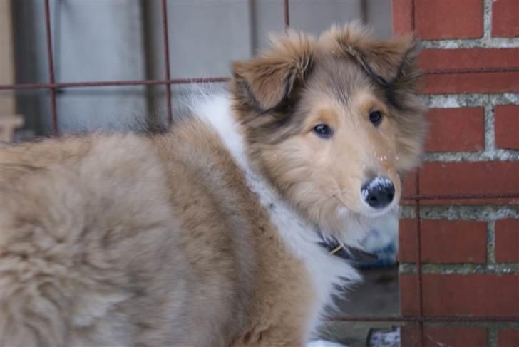 Collie langhåret Kenzo - Gammelt billede!
Kenzo ude i sneen.
6-7 mdr. billede 4