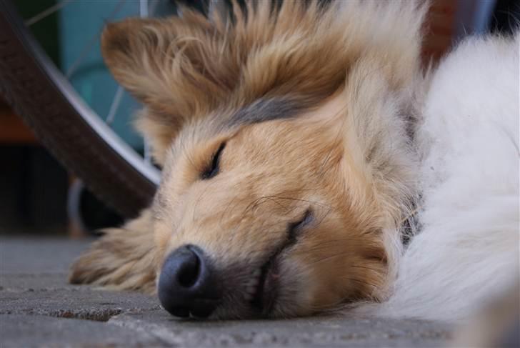 Collie langhåret Kenzo - Gammelt billede!
Kenzo sover ved siden af bilen.
9-10 mdr. billede 5