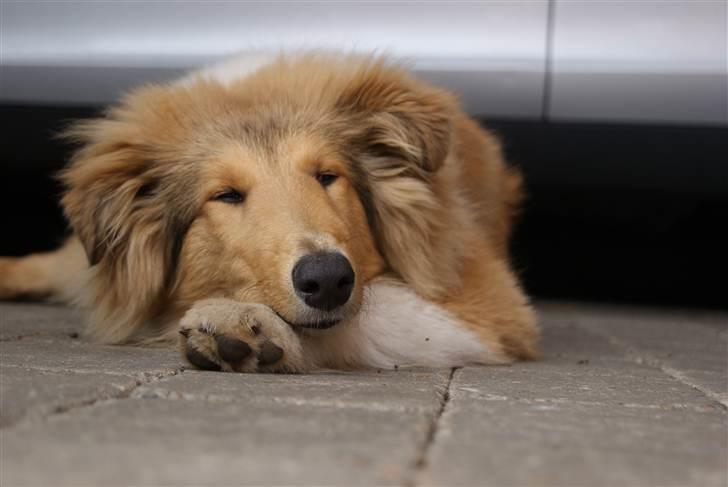 Collie langhåret Kenzo - Gammelt billede!
Kenzo tager sig lige en slapper.
9-10 mdr. billede 6