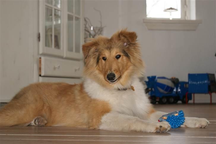 Collie langhåret Kenzo - Gammelt billede!
Kenzo og hans pivedyr.
7-8 mdr. billede 7