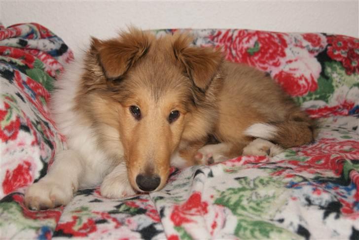 Collie langhåret Kenzo - Gammelt billede!
Kenzo i han gamle seng.
7 mdr. billede 8