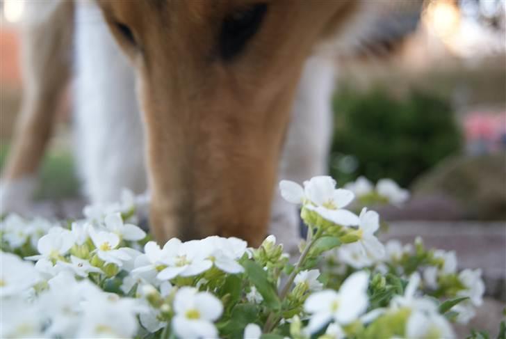 Collie langhåret Kenzo - Gammelt billede!
Kenzo ude i haven, ved nogle blomster.
9-10 mdr. billede 9