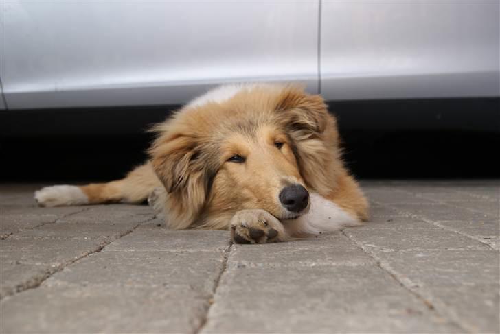 Collie langhåret Kenzo - Gammelt billede!
Kenzo slapper af ved bilen.
9-10 mdr. billede 10