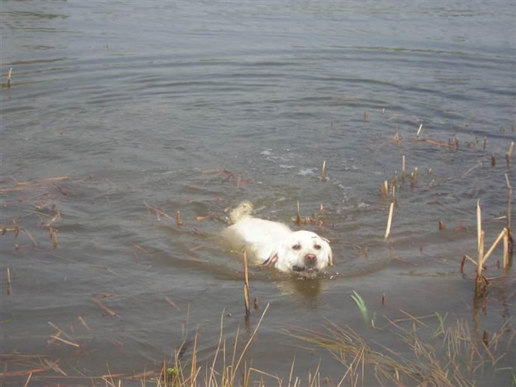 Labrador retriever oskar - Oskar som der er ude og svømme i søen :) billede 5