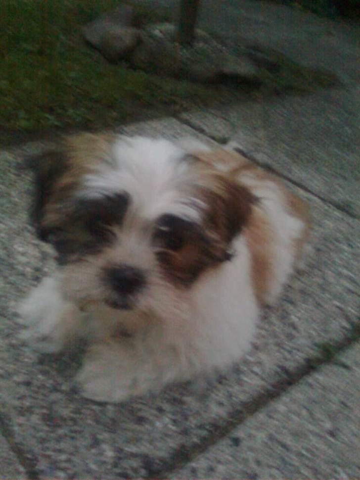 Shih tzu Bella billede 1