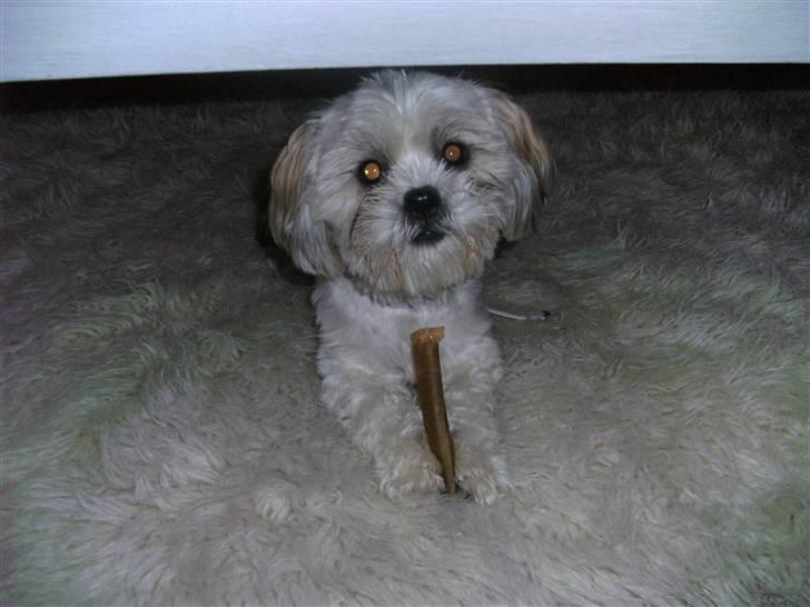 Shih tzu Bella billede 2