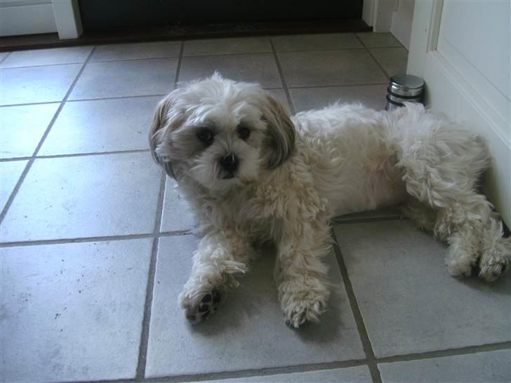 Shih tzu Bella billede 3