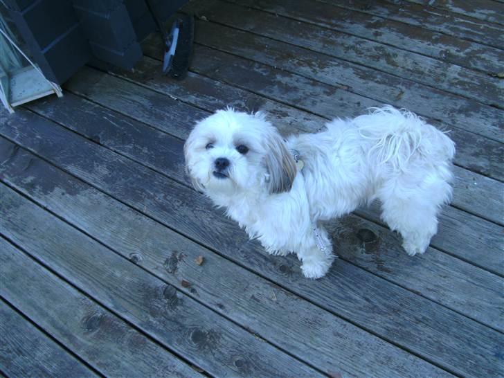 Shih tzu Bella billede 4