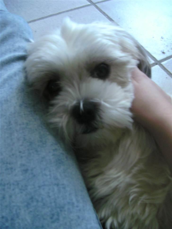 Shih tzu Bella billede 7