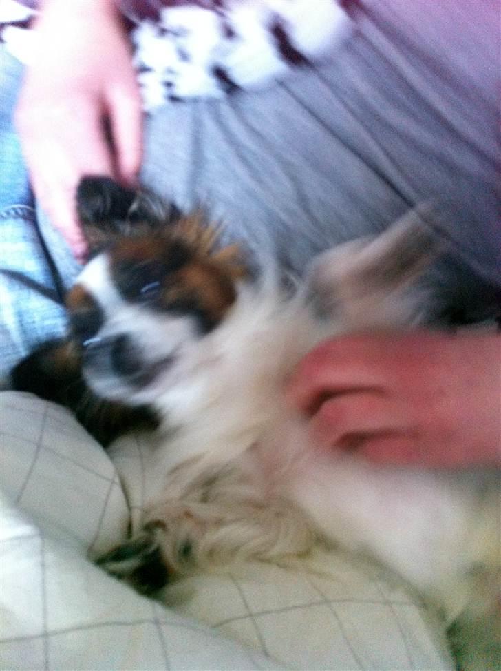 Papillon Zorro billede 1