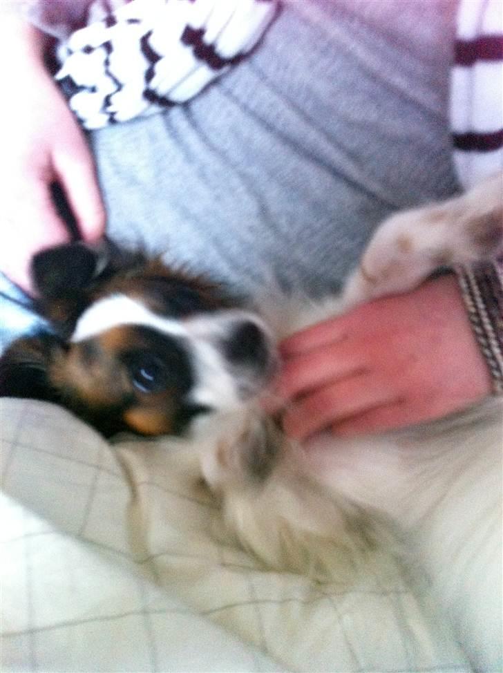 Papillon Zorro billede 2