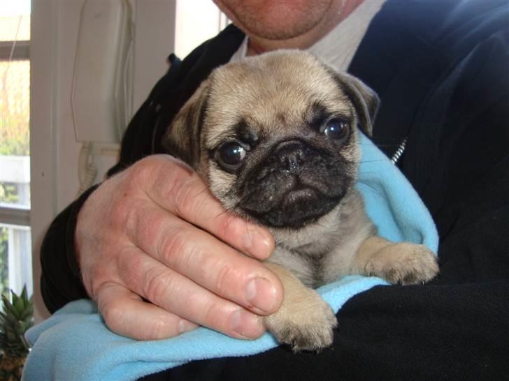 Mops Alma (Mine forældres) - Alma  billede 7