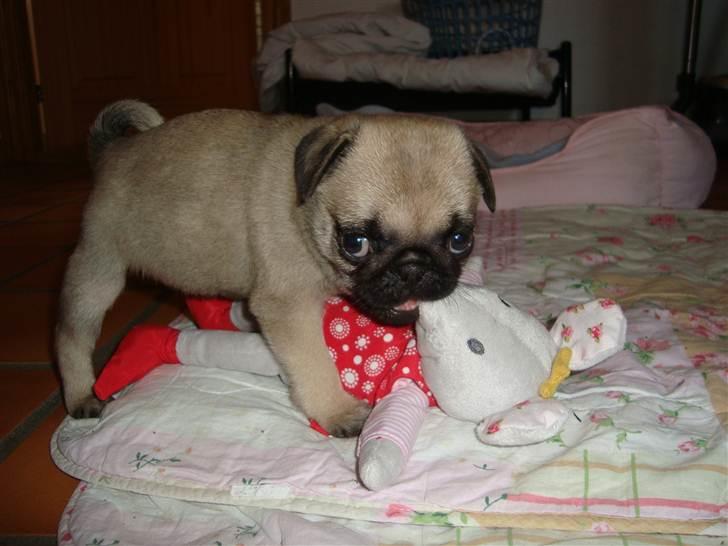 Mops Alma (Mine forældres) - Mmm.. Lækker bamse! billede 8