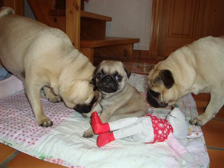 Mops Alma (Mine forældres) - Cosmo, Alma og Agnes. billede 9