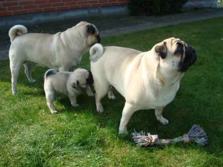 Mops Alma (Mine forældres) - HAPS! Lige i ballen :P billede 10