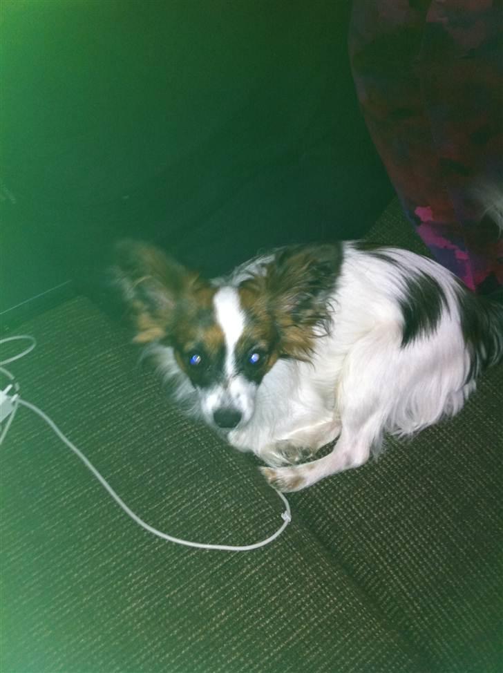 Papillon Zorro billede 3