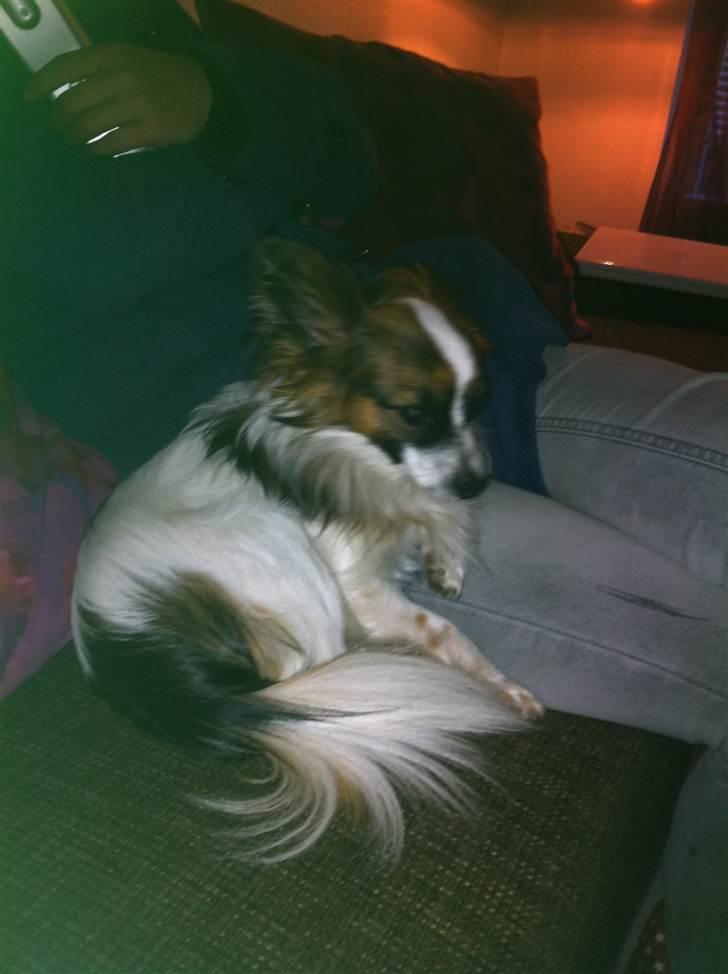 Papillon Zorro billede 4