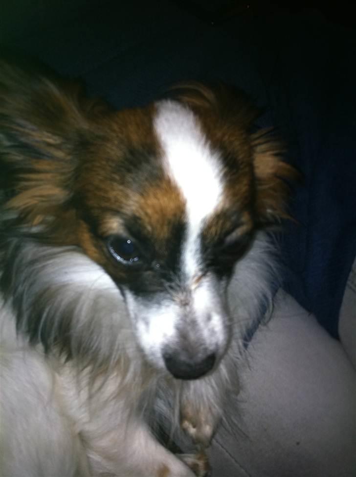 Papillon Zorro billede 5