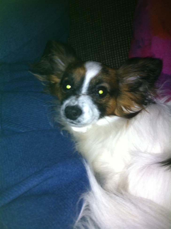 Papillon Zorro billede 6