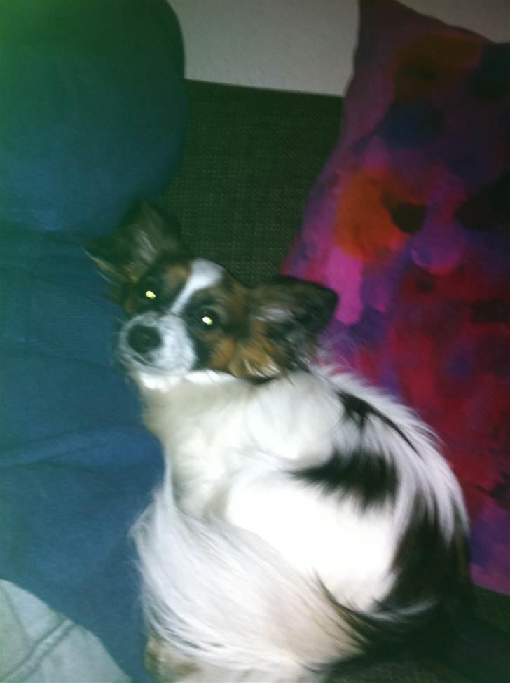 Papillon Zorro billede 7