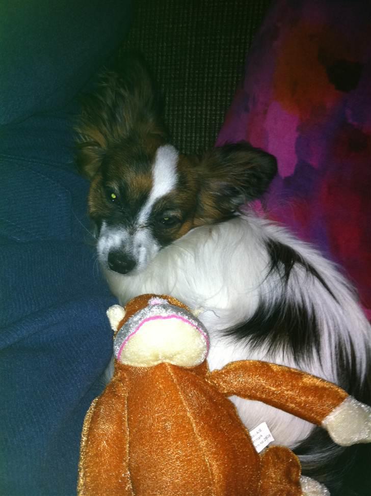 Papillon Zorro billede 8