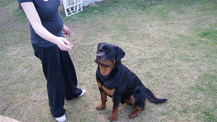 Rottweiler V. Hause Eisenguard Eike billede 5