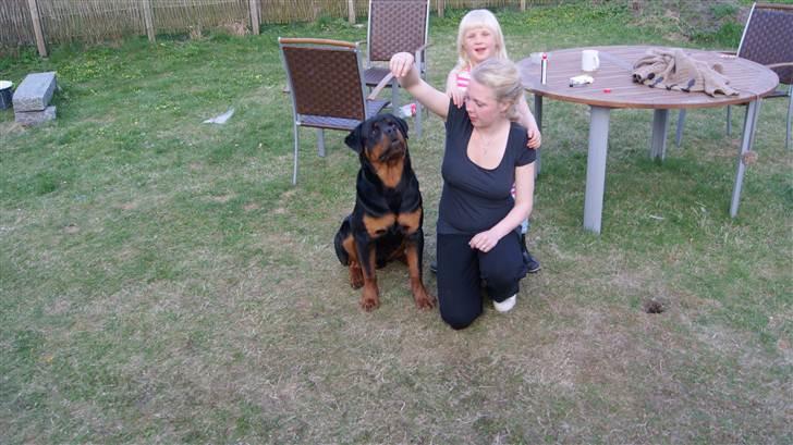 Rottweiler V. Hause Eisenguard Eike billede 6