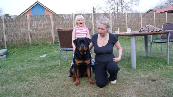 Rottweiler V. Hause Eisenguard Eike billede 7