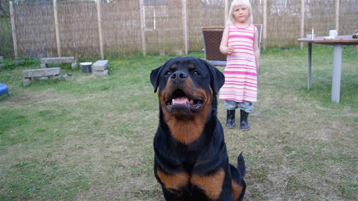 Rottweiler V. Hause Eisenguard Eike billede 8