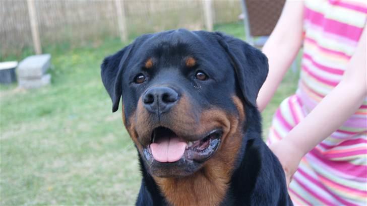 Rottweiler V. Hause Eisenguard Eike billede 9