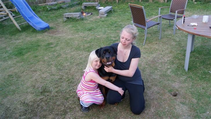 Rottweiler V. Hause Eisenguard Eike billede 10