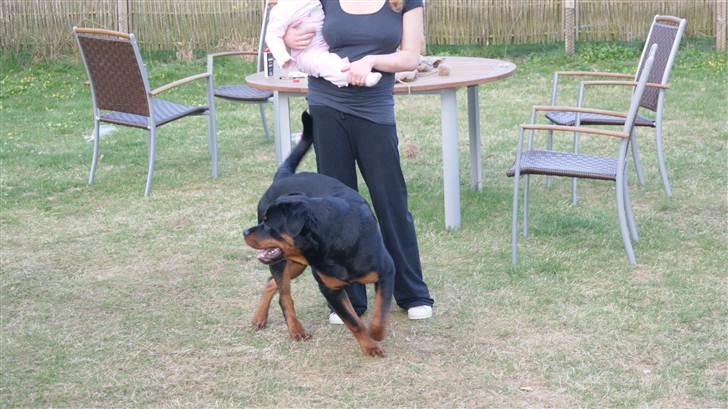 Rottweiler V. Hause Eisenguard Eike billede 11
