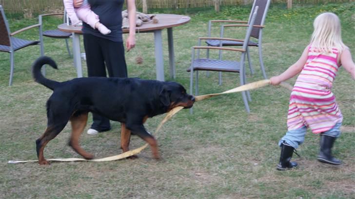 Rottweiler V. Hause Eisenguard Eike billede 12