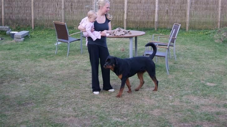 Rottweiler V. Hause Eisenguard Eike billede 13