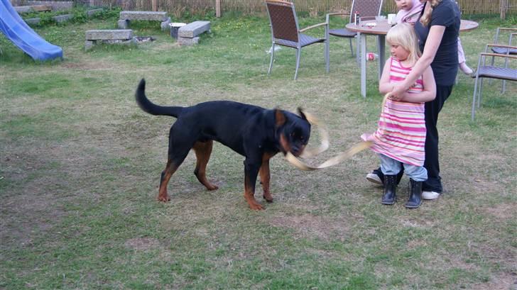 Rottweiler V. Hause Eisenguard Eike billede 14