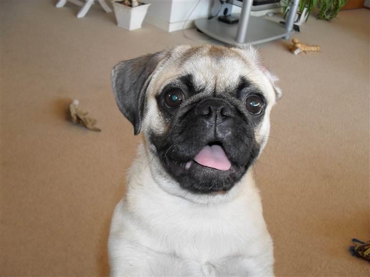 Blanding af racer Georg  billede 14