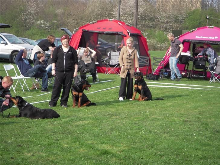 Rottweiler V. Hause Eisenguard Eike - Udstilling ved Rottw. Klubben Fyn den 21 April 2011 billede 15