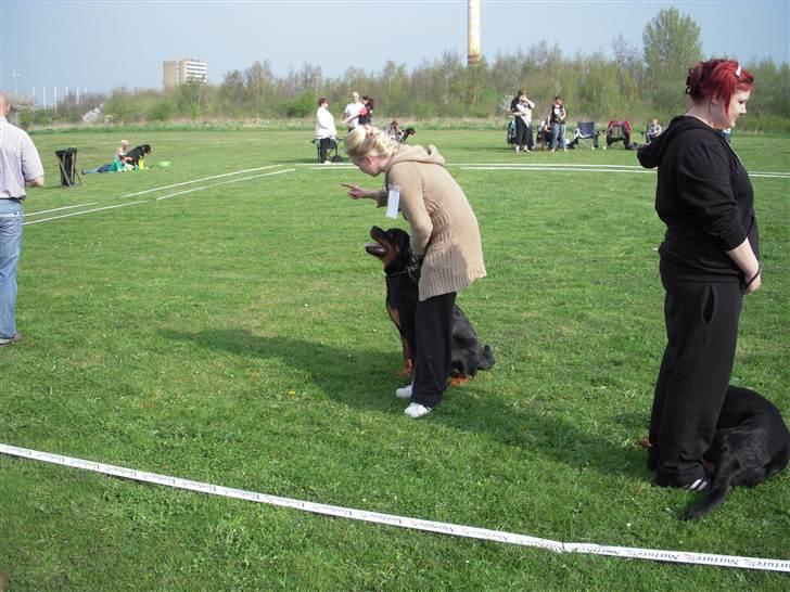 Rottweiler V. Hause Eisenguard Eike - Udstilling ved Rottw. Klubben Fyn den 21 April 2011 billede 16