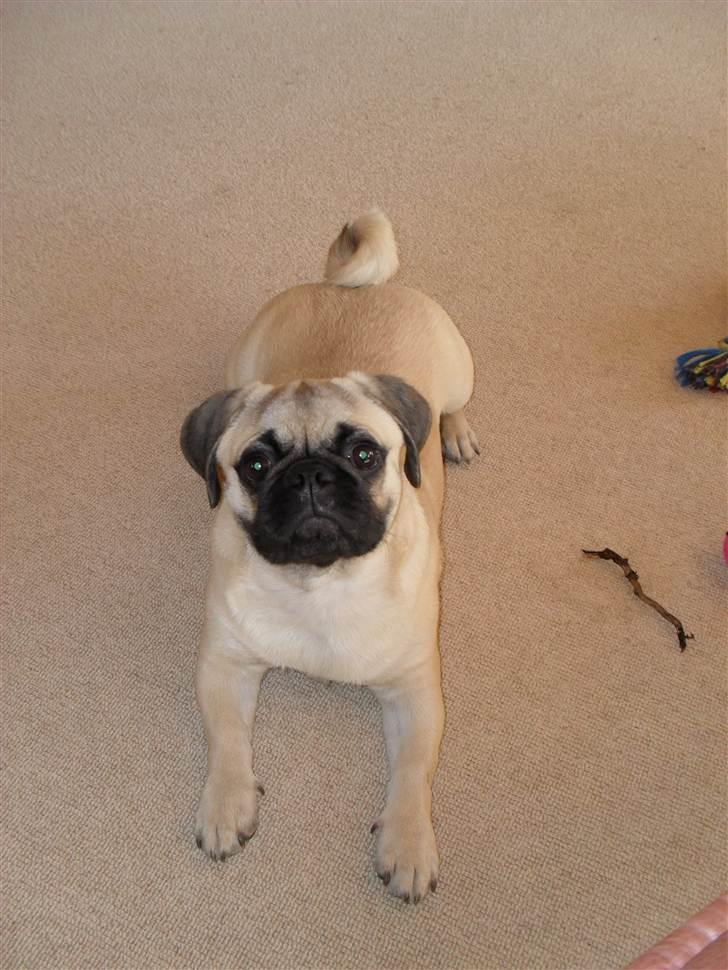 Blanding af racer Georg  billede 15