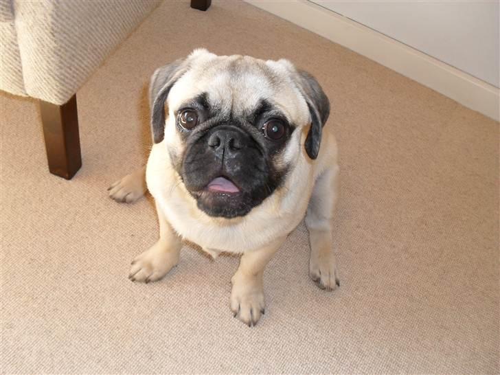 Blanding af racer Georg  billede 16