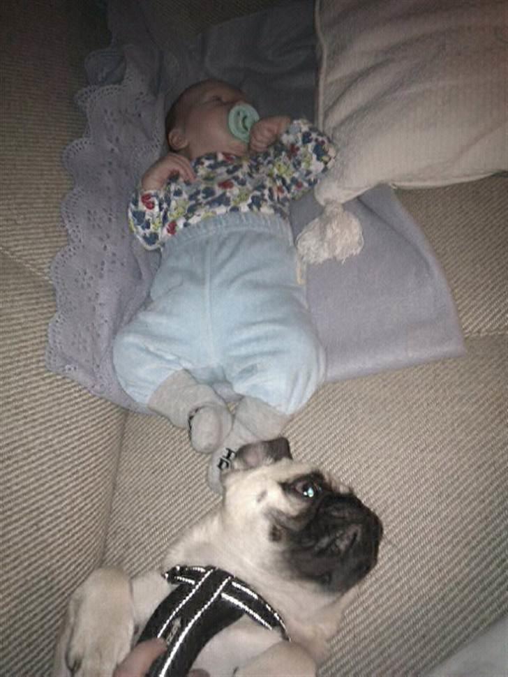 Blanding af racer Georg  billede 17