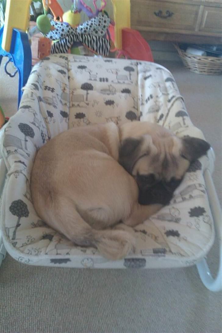 Blanding af racer Georg  billede 18