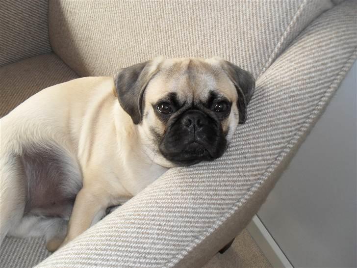 Blanding af racer Georg  billede 19